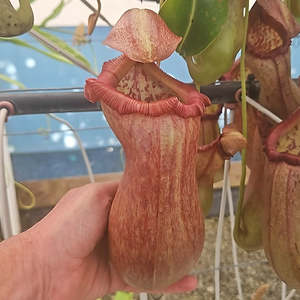 Of Little Horrors: Nepenthes 'Malani' - Highland Tropical Pitcher Plant