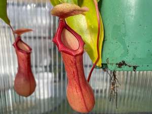 Nepenthes 'Ventrata' - Highland Tropical Pitcher Plant