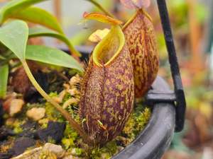 Of Little Horrors: Nepenthes gymnamphora - BE-3908 - Intermediate Tropical Pitcher Plant