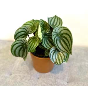 Watermelon Peperomia 14cm