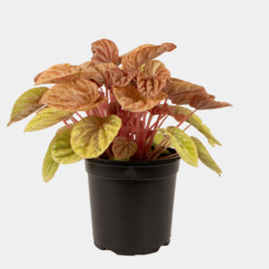 Peperomia: Peperomia Quito 12cm