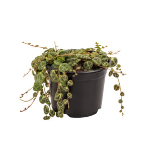 Peperomia 'String of Turtles' 12cm