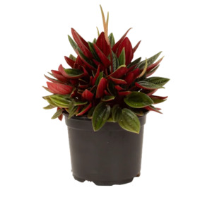 Peperomia 'Rosso' 12cm