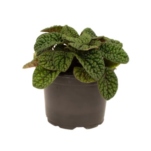 Peperomia Green Bubble 12cm