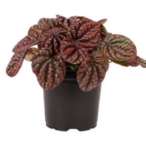 Peperomia: Peperomia 'Red Burbella' 12cm