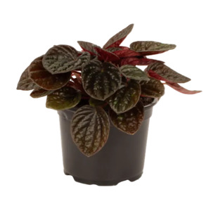 Peperomia 'Chocolat' 12cm
