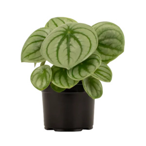 Peperomia: Peperomia 'Watermelon' 14cm