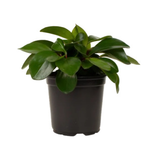 Peperomia 'Emerald' 12cm