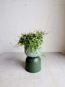Peperomia prostrata - string of turtles