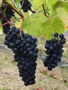 Jurassic Ridge Cerasuolo Rosato 2018