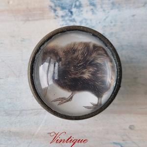 Animals And Wildlife Theme: Olivia Bezett's KIWI Native Bird antique Gold furniture Knob-38mm dia