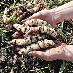Products: Mashua (Anu) - Kahikatea Farm Certified Organic Nursery and Permaculture Farm