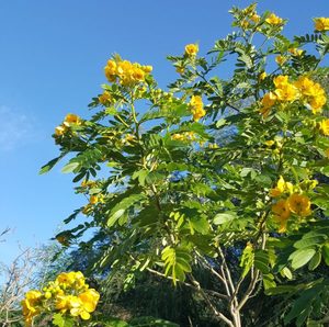 Buttercup Bush - Kahikatea Farm Certified Organic Nursery and Permaculture Farm