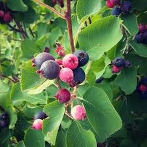 Canadian Serviceberry - Kahikatea Farm Certified Organic Nursery and Permaculture Farm