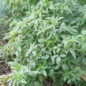 Products: Canary Island Balm - Kahikatea Farm Certified Organic Nursery and Permaculture Farm