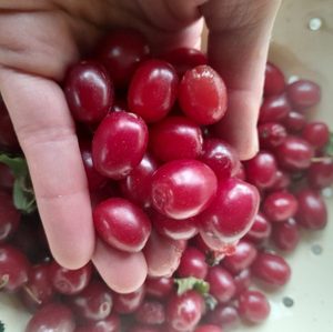 Cornelian Cherry - Kahikatea Farm Certified Organic Nursery and Permaculture Farm