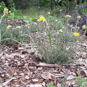 Curry Plant - Kahikatea Farm Certified Organic Nursery and Permaculture Farm