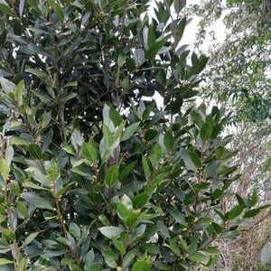 Bay Tree - Kahikatea Farm Certified Organic Nursery and Permaculture Farm