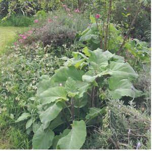 Clary Sage Pink - Kahikatea Farm Certified Organic Nursery and Permaculture Farm