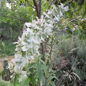 Clary Sage White - Kahikatea Farm Certified Organic Nursery and Permaculture Farm