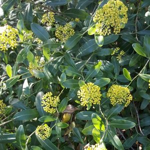 Products: Bupleurum Shrubby Hare's Ear - Kahikatea Farm Certified Organic Nursery and Permaculture Farm
