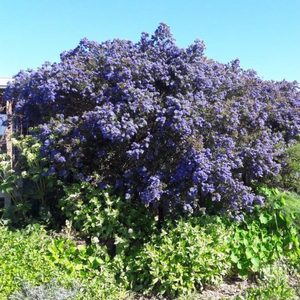 Products: California Lilac Wartleaf Ceanothus - Kahikatea Farm Certified Organic Nursery and Permaculture Farm