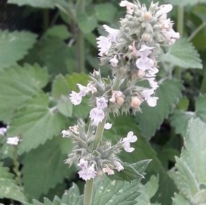 Catnip - Kahikatea Farm Certified Organic Nursery and Permaculture Farm