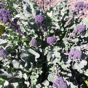 Products: Broccoli Purple Sprouting - Kahikatea Farm Certified Organic Nursery and Permaculture Farm