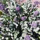 Broccoli Purple Sprouting - Kahikatea Farm Certified Organic Nursery and Permaculture Farm