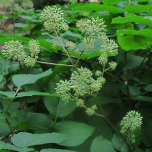 Products: California Spikenard - Kahikatea Farm Certified Organic Nursery and Permaculture Farm