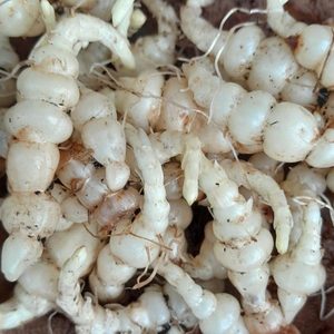 Products: Chinese Artichoke / Crosnes - Kahikatea Farm Certified Organic Nursery and Permaculture Farm