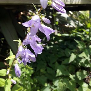 Creeping Bellflower - Kahikatea Farm Certified Organic Nursery and Permaculture Farm