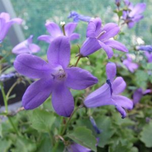 Dalmation Bellflower - Kahikatea Farm Certified Organic Nursery and Permaculture Farm