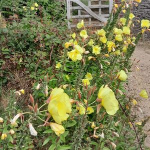 Evening Primrose - Kahikatea Farm Certified Organic Nursery and Permaculture Farm