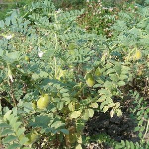 Chickpea - Kahikatea Farm Certified Organic Nursery and Permaculture Farm