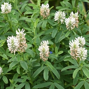 Clover Frosty Feathers (White) - Kahikatea Farm Certified Organic Nursery and Pe&hellip;