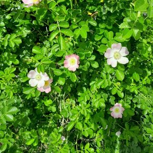 Products: Dog Rose - Kahikatea Farm Certified Organic Nursery and Permaculture Farm