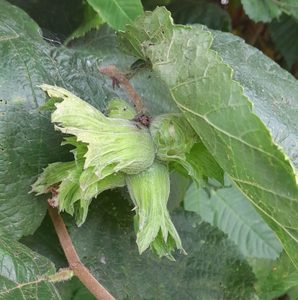 European Hazel - Kahikatea Farm Certified Organic Nursery and Permaculture Farm