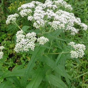 Boneset - Kahikatea Farm Certified Organic Nursery and Permaculture Farm