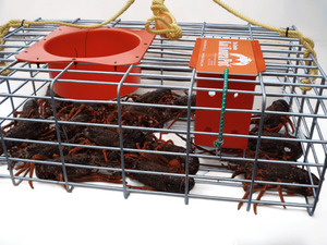 Kai-Koura Cray Pot Large