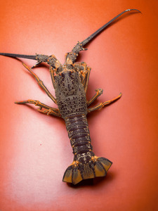 Products: CrayMate - Coming Soon