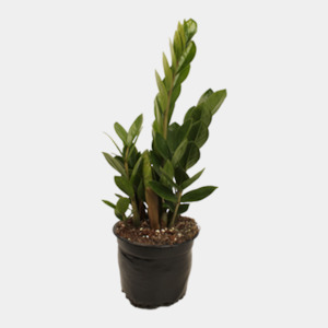 Plants - Zamioculcas Zanzibar Gem 14 cm