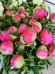 Products: Coral Peony Perfection - Kakariki Flowers