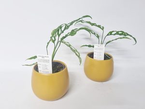 Monstera Obliqua Peru  - Kamo Village Florist