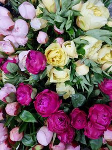 Peony Bunch Special - Kamo Village Florist