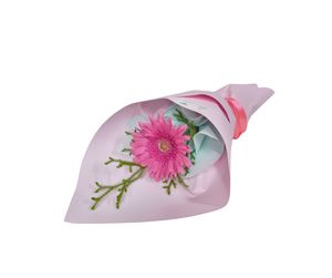 Products: Gerbera - 1 Stem - Kamo Village Florist