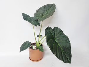 Products: Alocasia Regal Shield - Kamo Village Florist