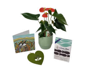 House Plant Gifting - Kamo Village Florist
