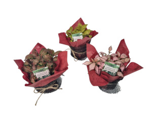 Products: Fittonia Plant - Kamo Village Florist