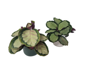 Products: Calathea Collection - Kamo Village Florist